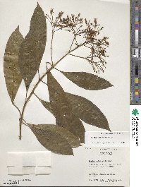 Fuchsia paniculata subsp. paniculata image