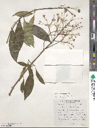 Fuchsia paniculata image