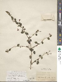Fuchsia × bacillaris image