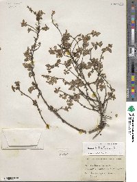 Fuchsia × bacillaris image