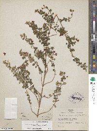 Fuchsia × bacillaris image