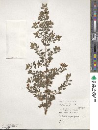 Fuchsia × bacillaris image