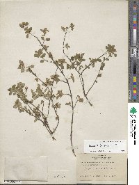 Fuchsia × bacillaris image