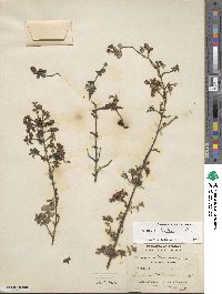 Fuchsia × bacillaris image