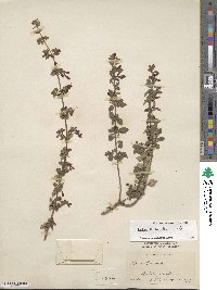 Fuchsia × bacillaris image
