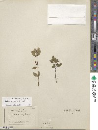 Fuchsia × bacillaris image