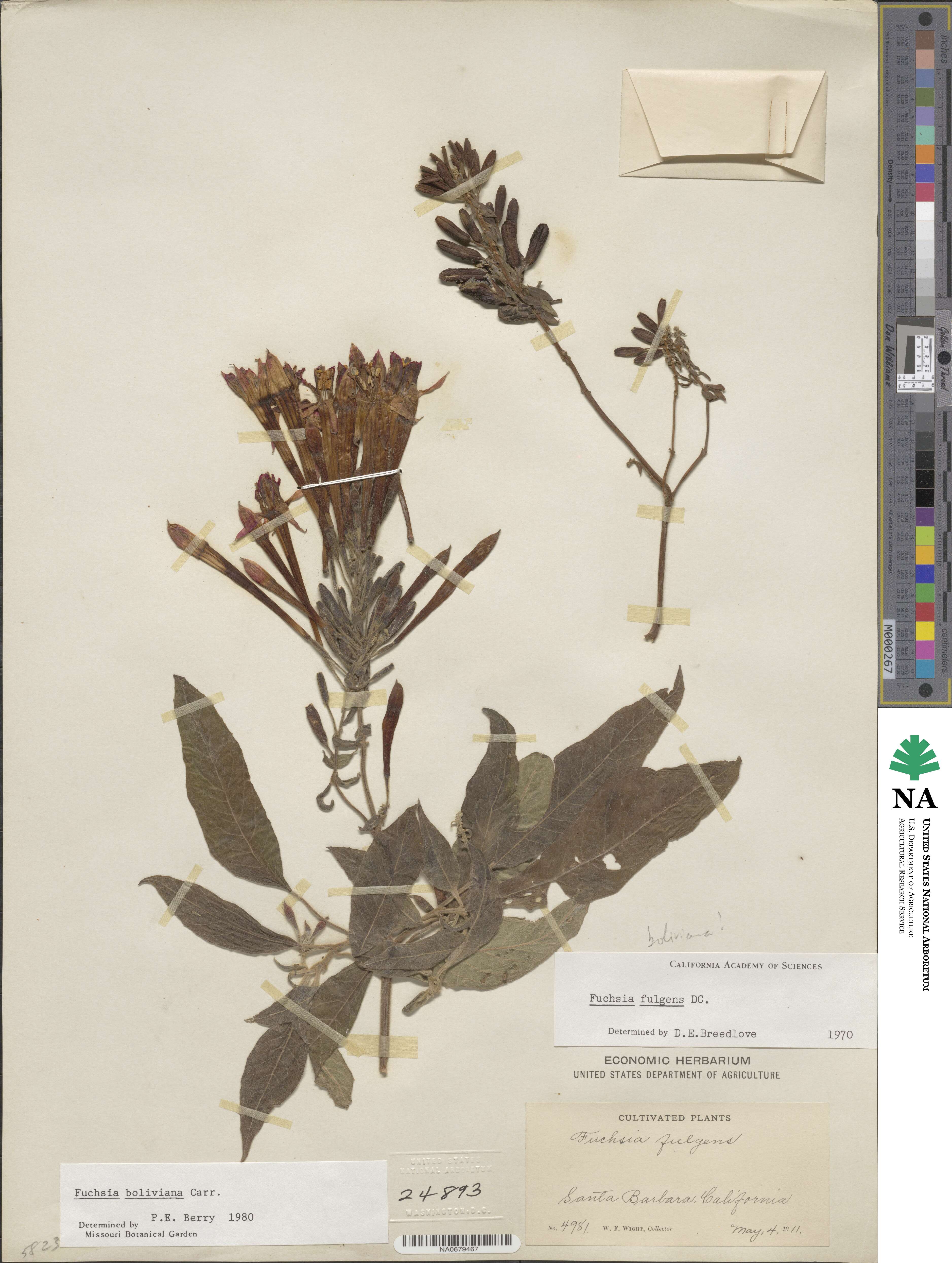 Fuchsia boliviana image