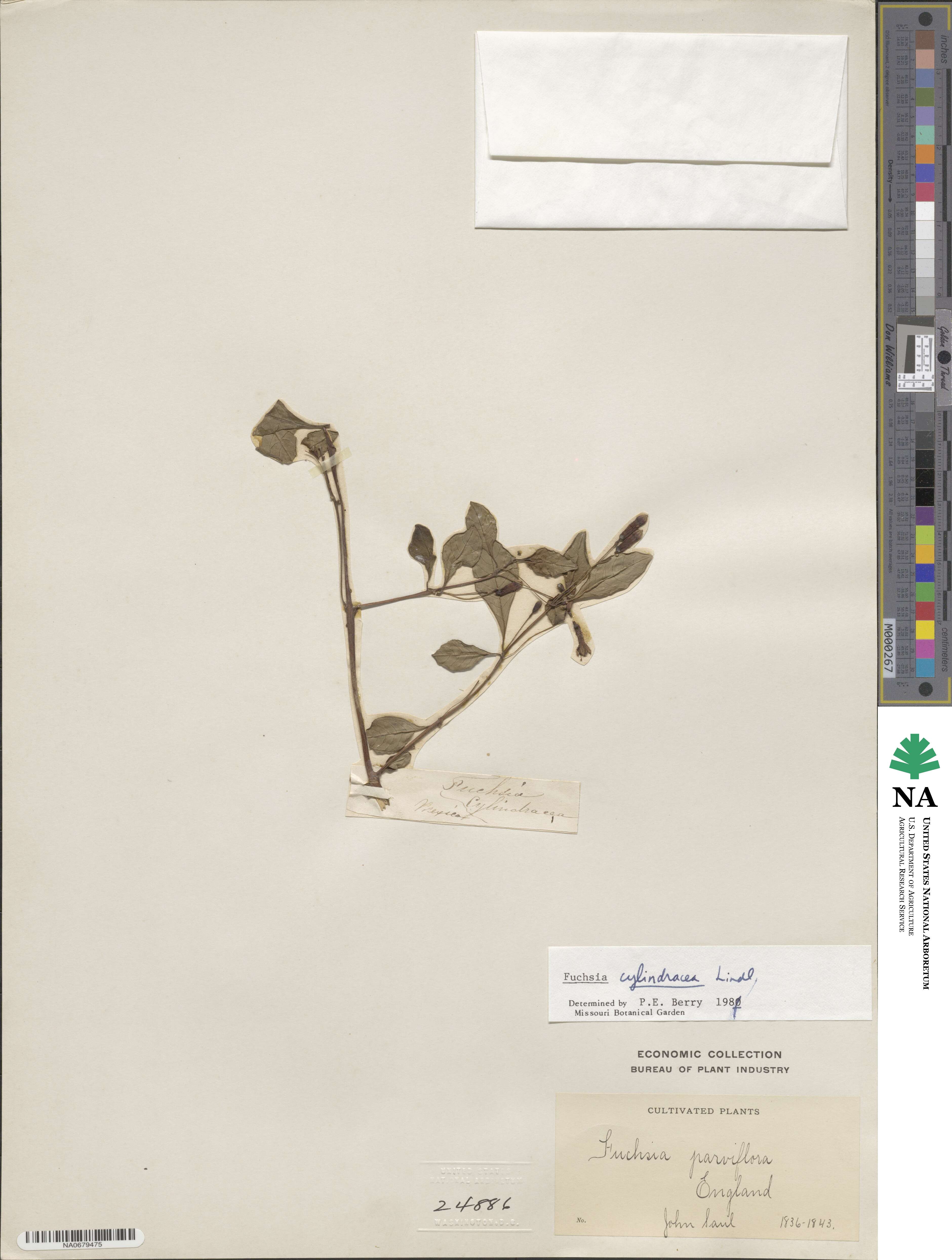 Fuchsia parviflora image
