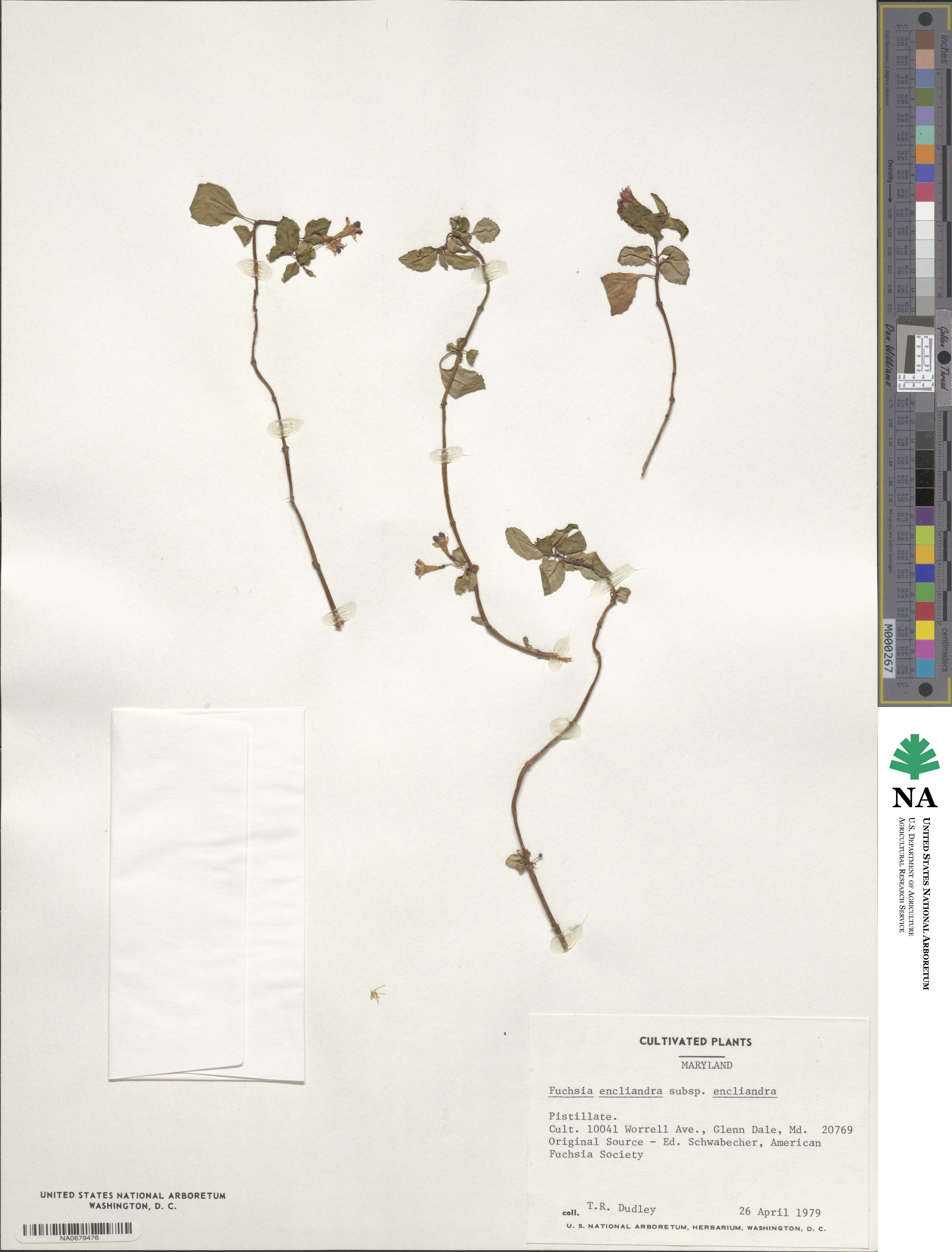 Fuchsia encliandra image