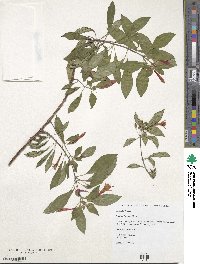 Fuchsia loxensis image