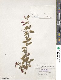 Fuchsia magellanica image