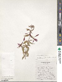 Fuchsia magellanica image