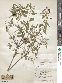 Fuchsia magellanica image