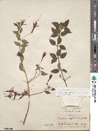 Fuchsia magellanica image