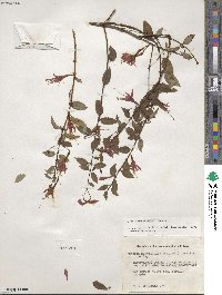 Fuchsia magellanica image