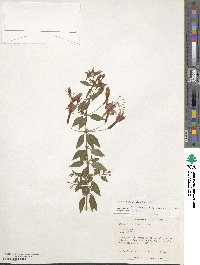 Fuchsia magellanica image