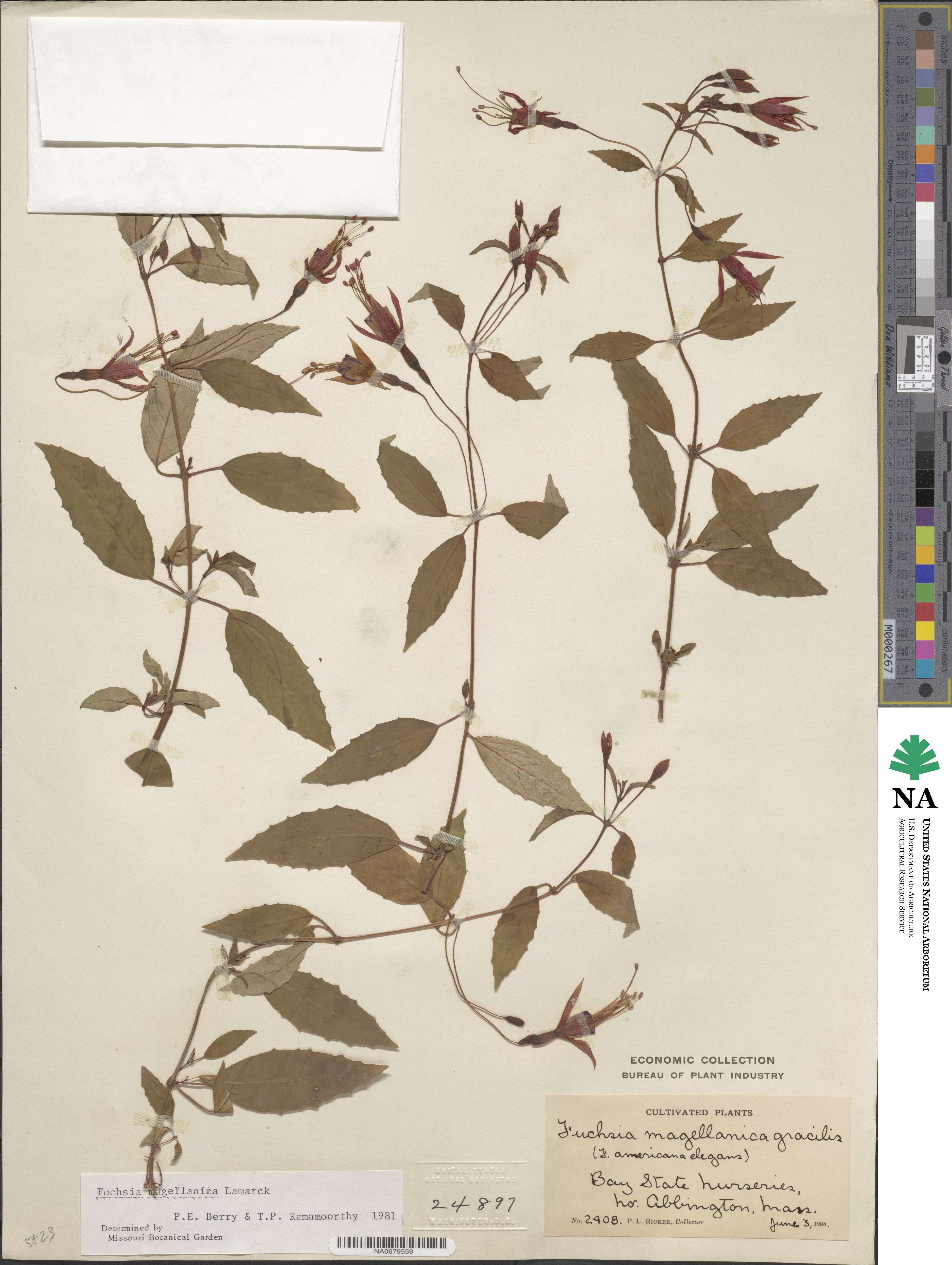 Fuchsia magellanica image