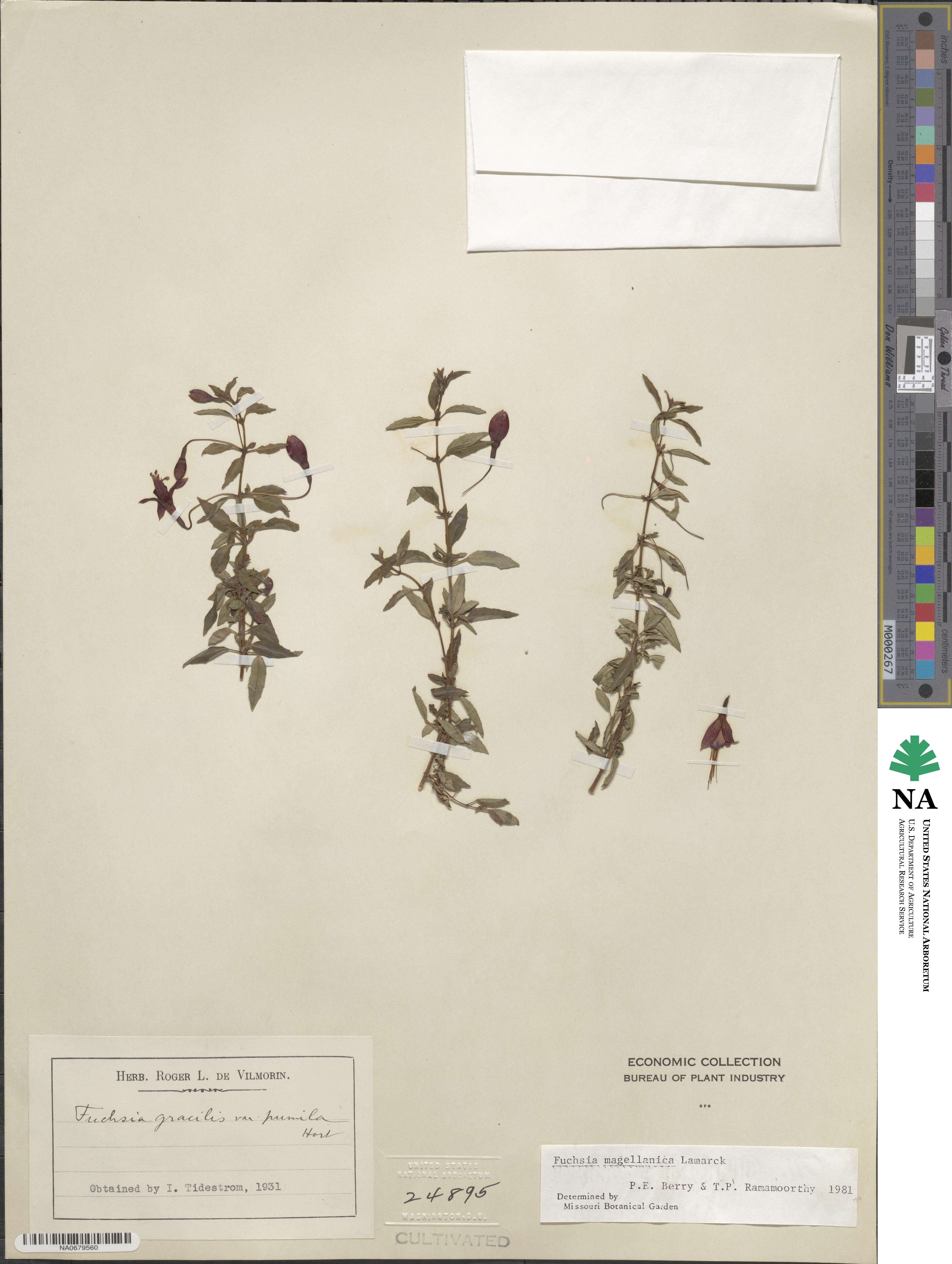 Fuchsia magellanica image