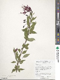 Fuchsia magellanica image