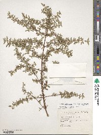 Fuchsia microphylla image
