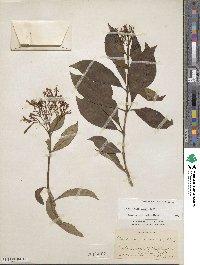 Fuchsia paniculata image