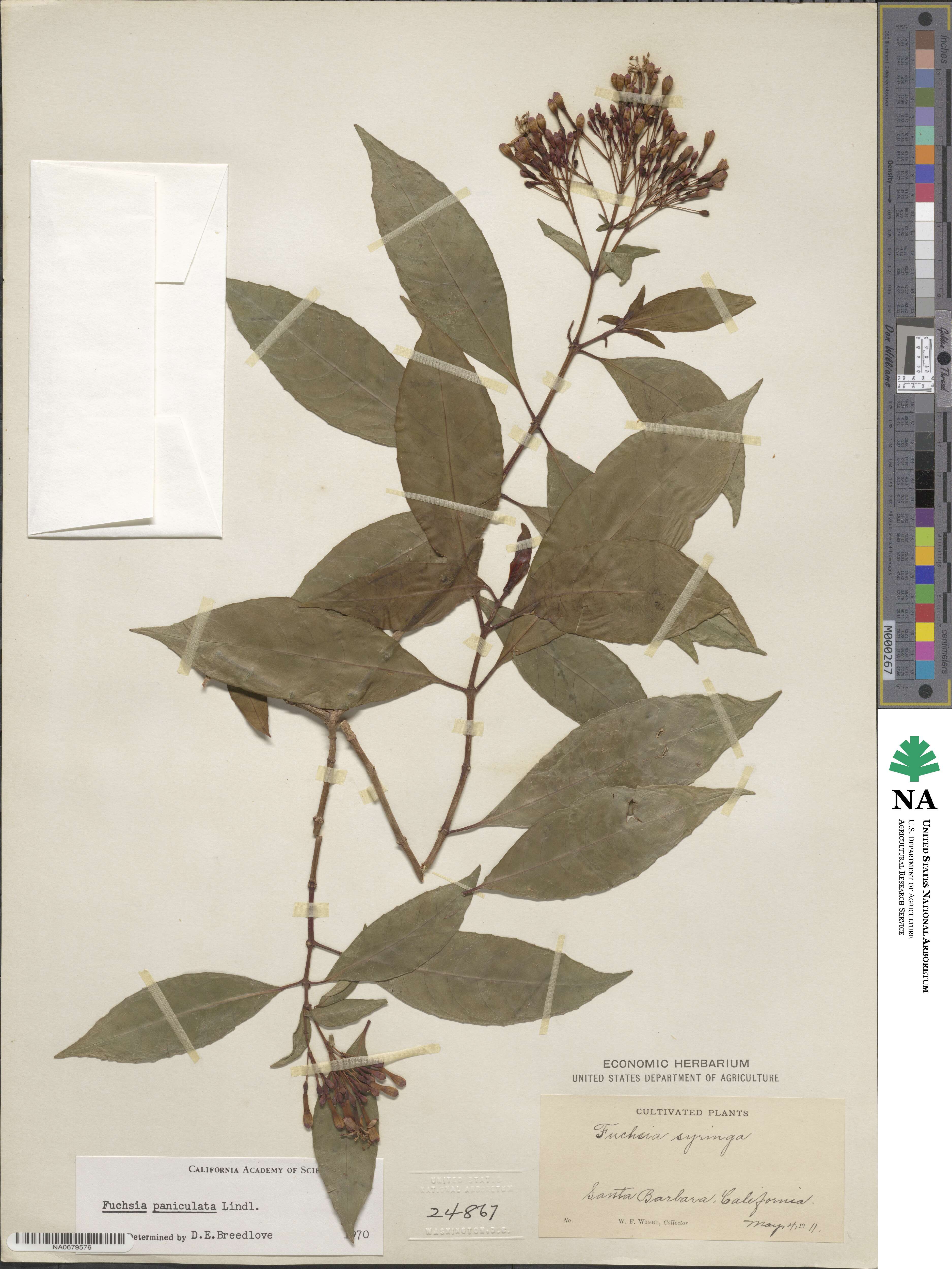Fuchsia paniculata image