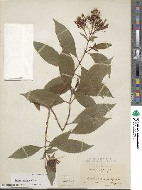 Fuchsia paniculata image