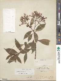 Fuchsia paniculata image