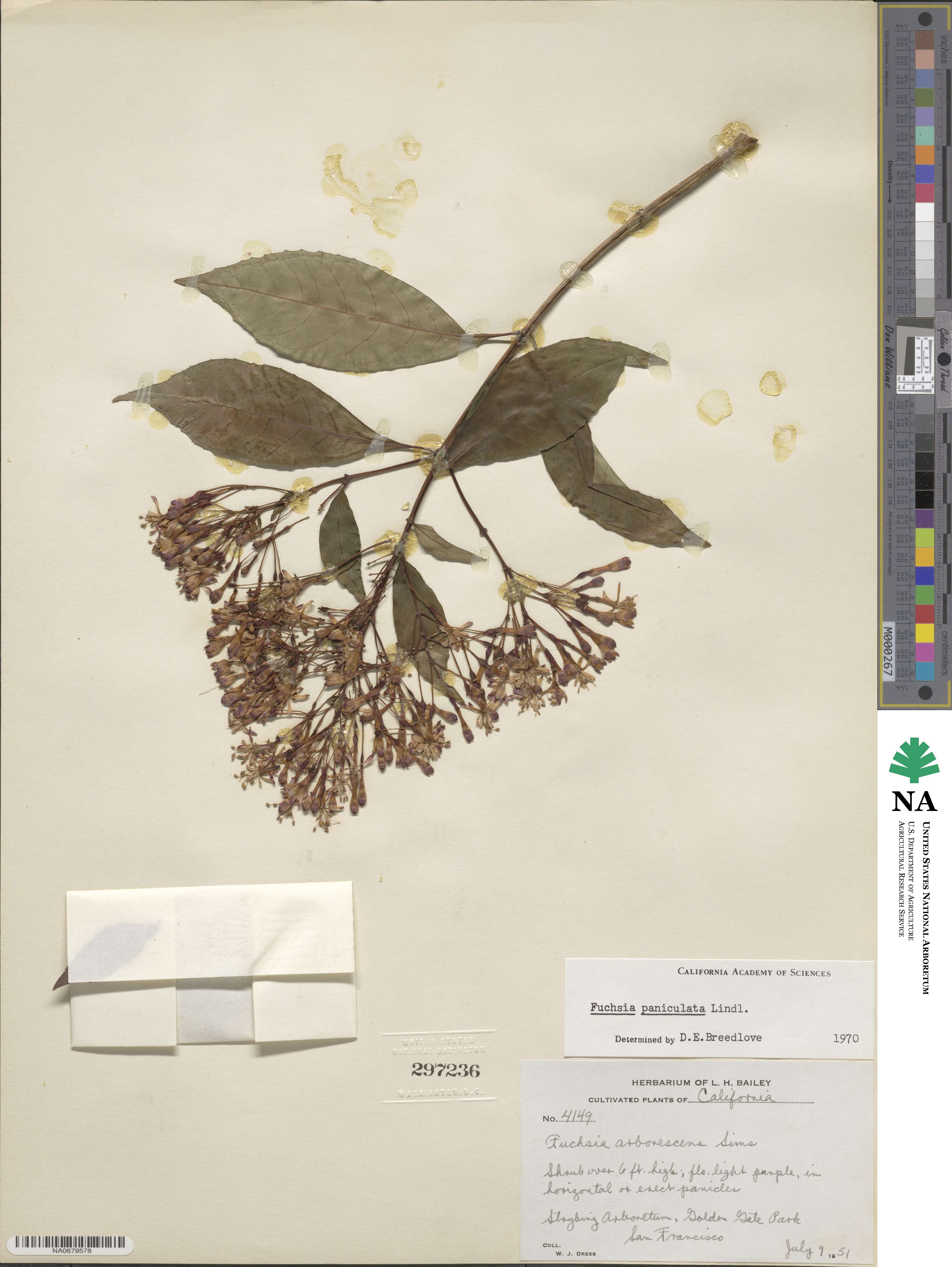 Fuchsia paniculata image