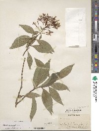 Fuchsia paniculata image