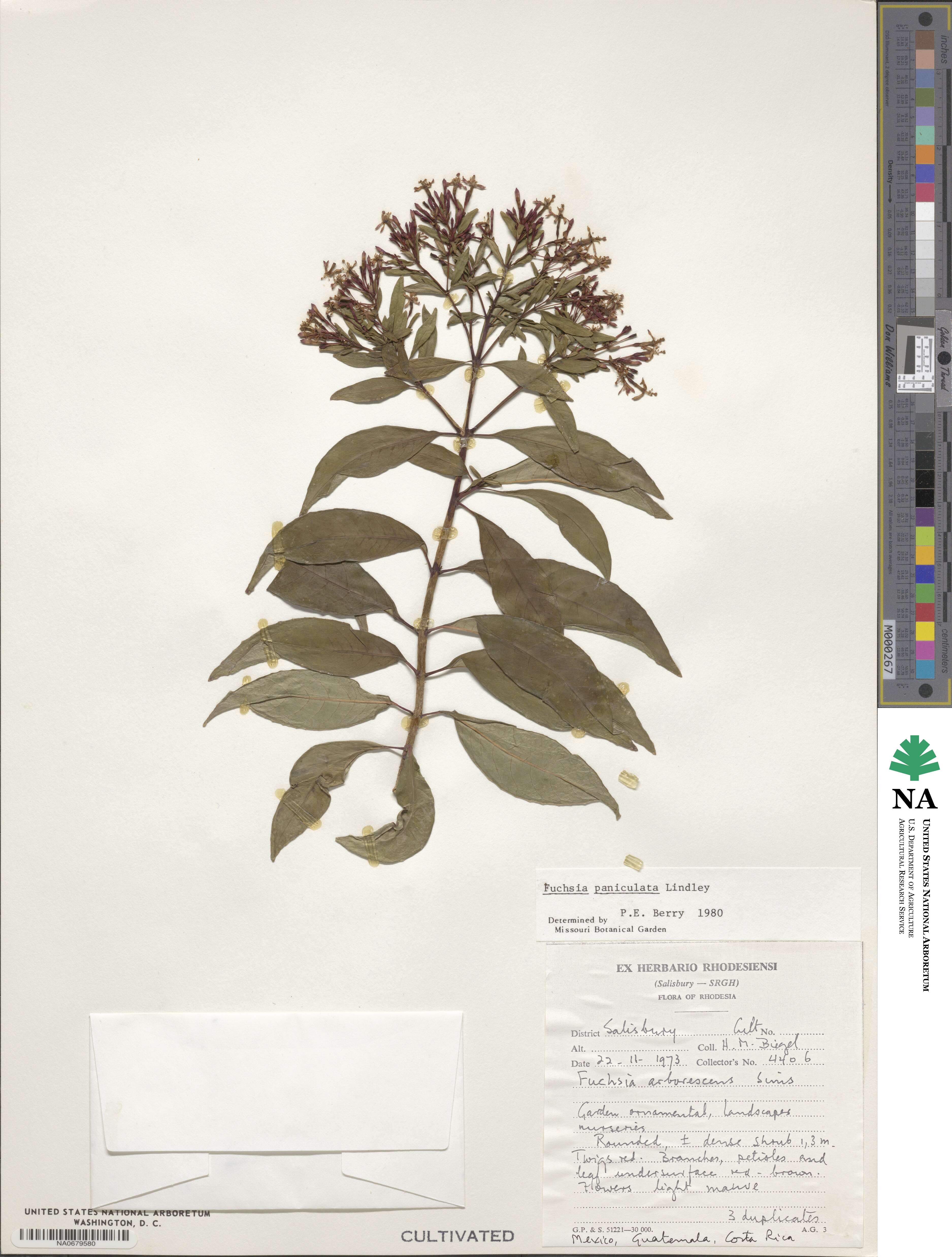 Fuchsia paniculata image
