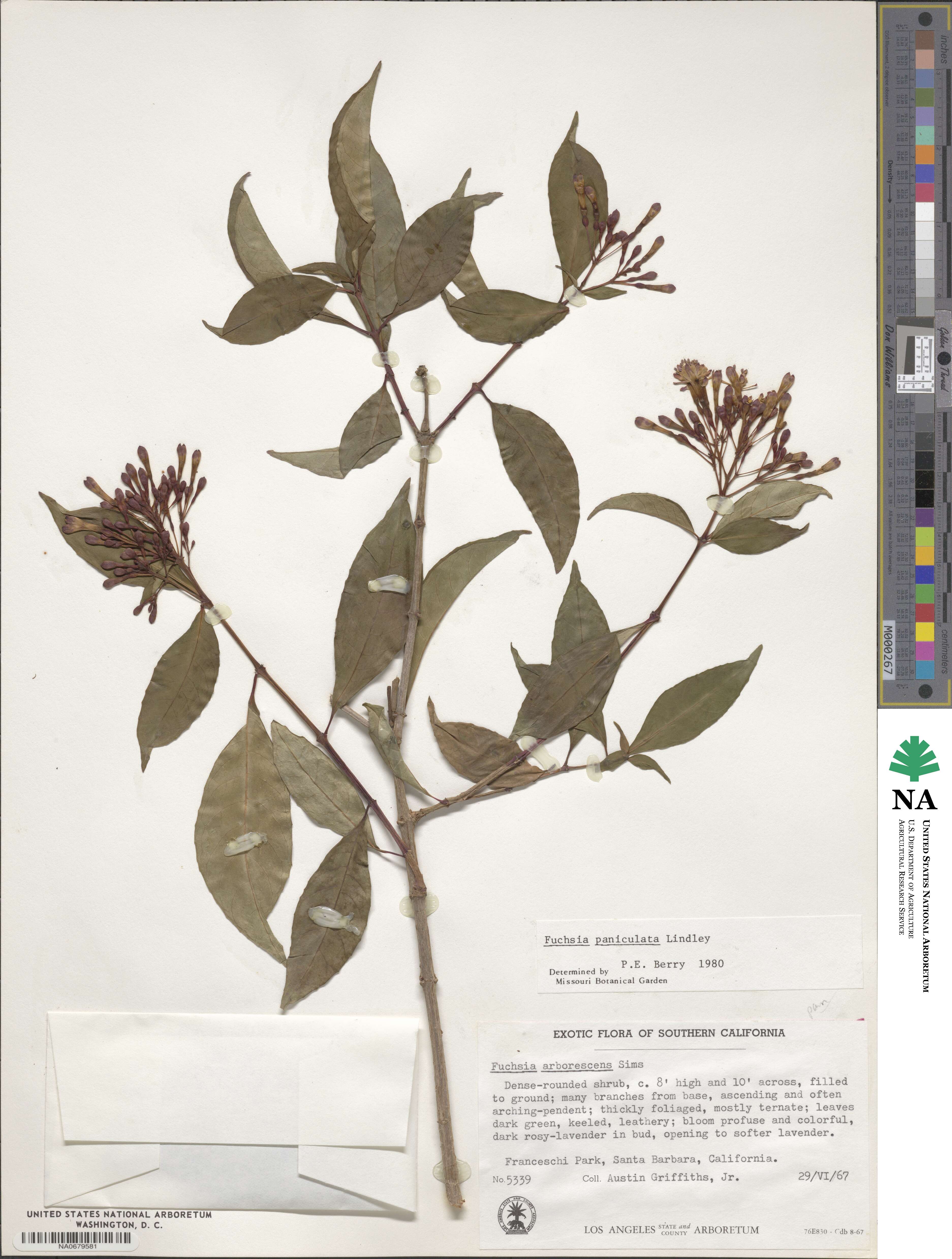 Fuchsia paniculata image