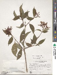 Fuchsia paniculata image