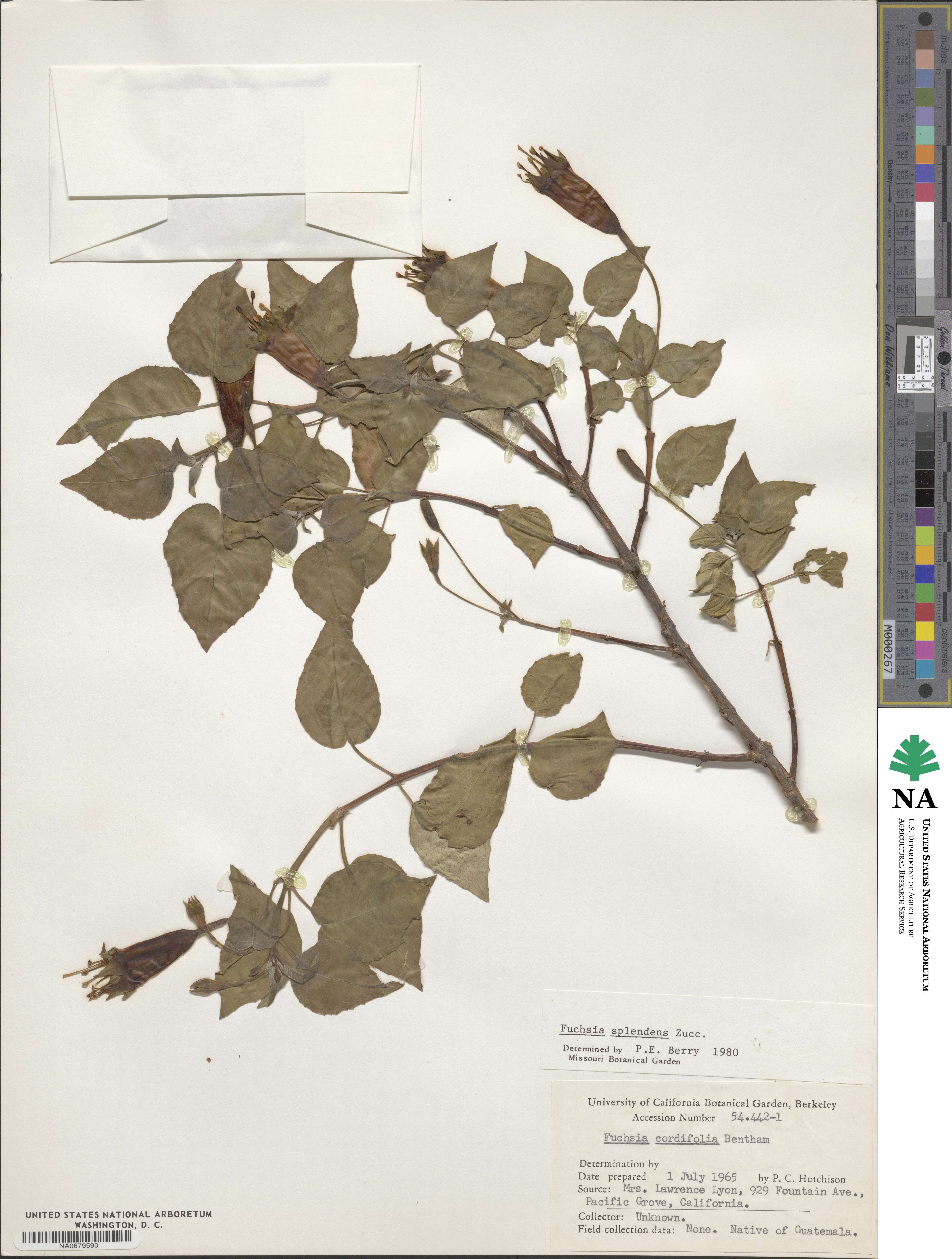 Fuchsia splendens image