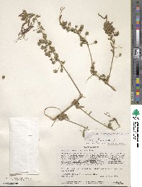 Image of Lopezia grandiflora