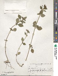 Lopezia racemosa image