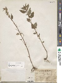 Lopezia racemosa image