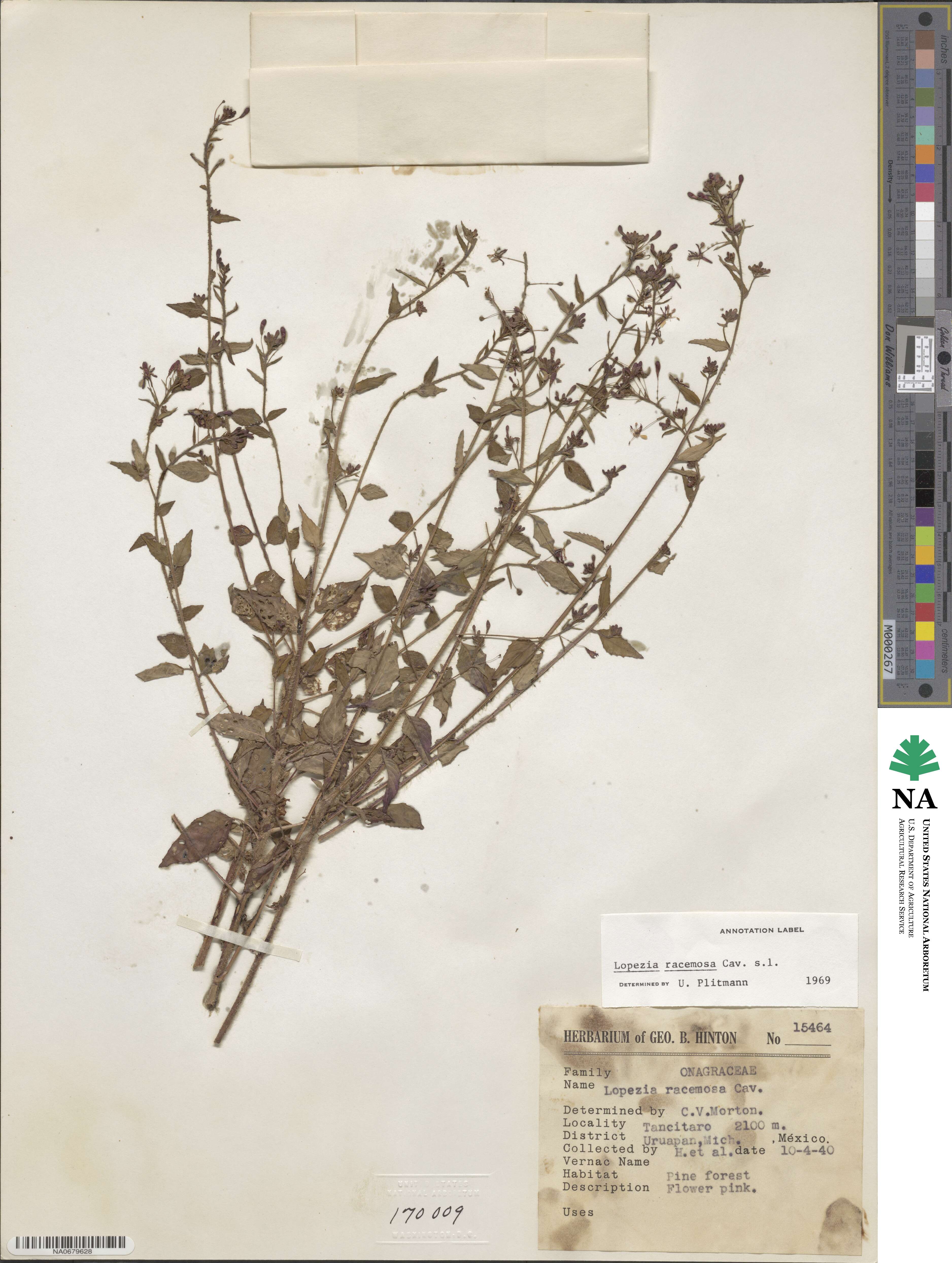Lopezia racemosa image
