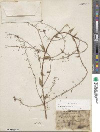 Lopezia racemosa image