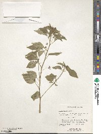 Lopezia racemosa subsp. racemosa image