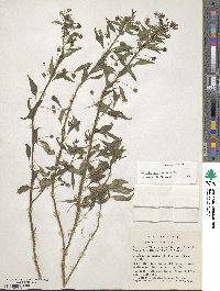 Lopezia racemosa image