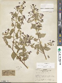 Lopezia racemosa image