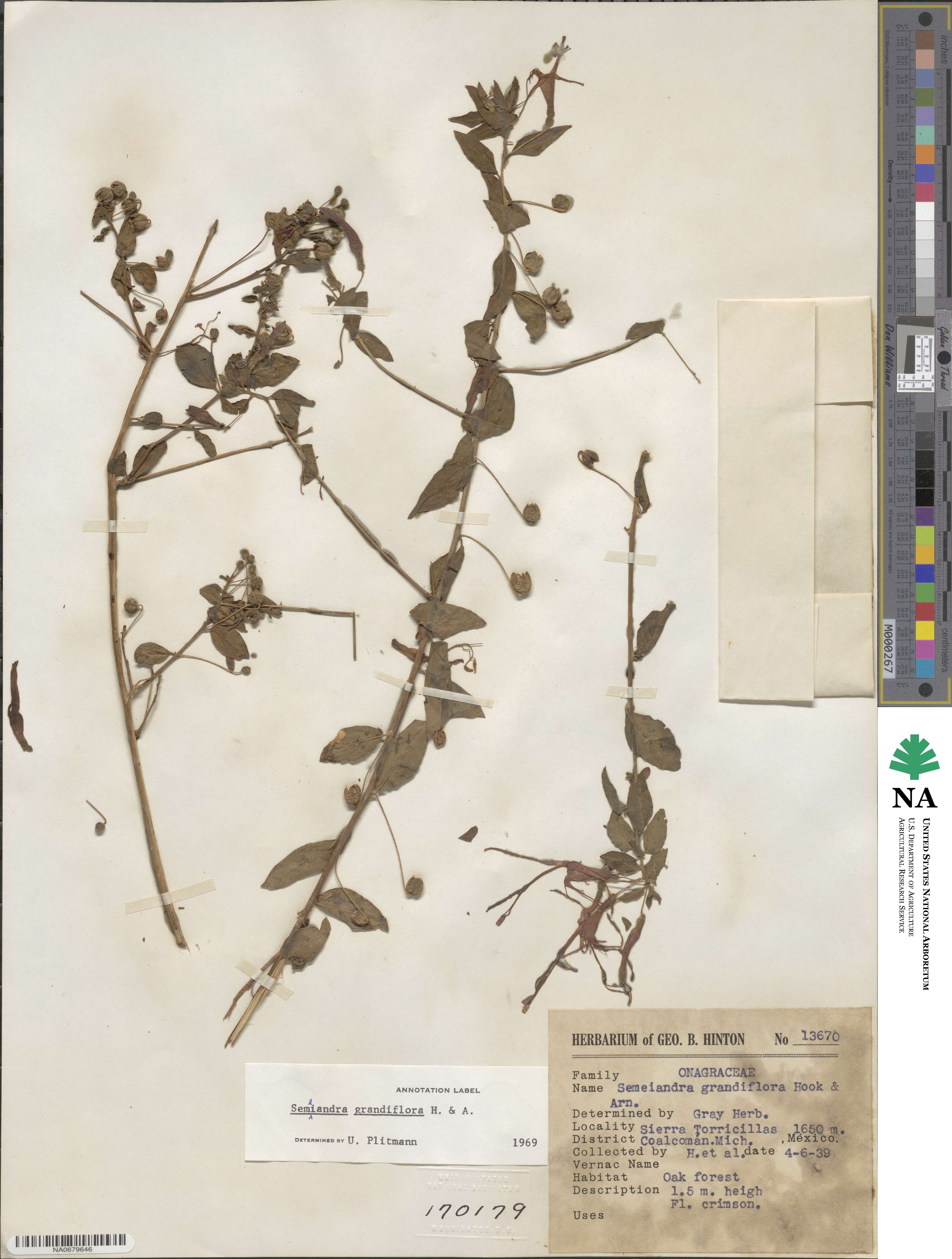 Lopezia semeiandra image