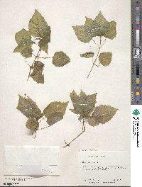 Circaea alpina image