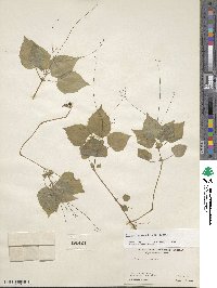 Circaea alpina image