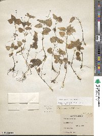 Circaea alpina image