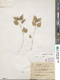 Circaea alpina image