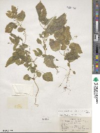 Circaea alpina image