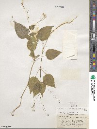 Circaea alpina subsp. pacifica image