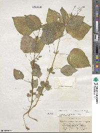 Circaea alpina image